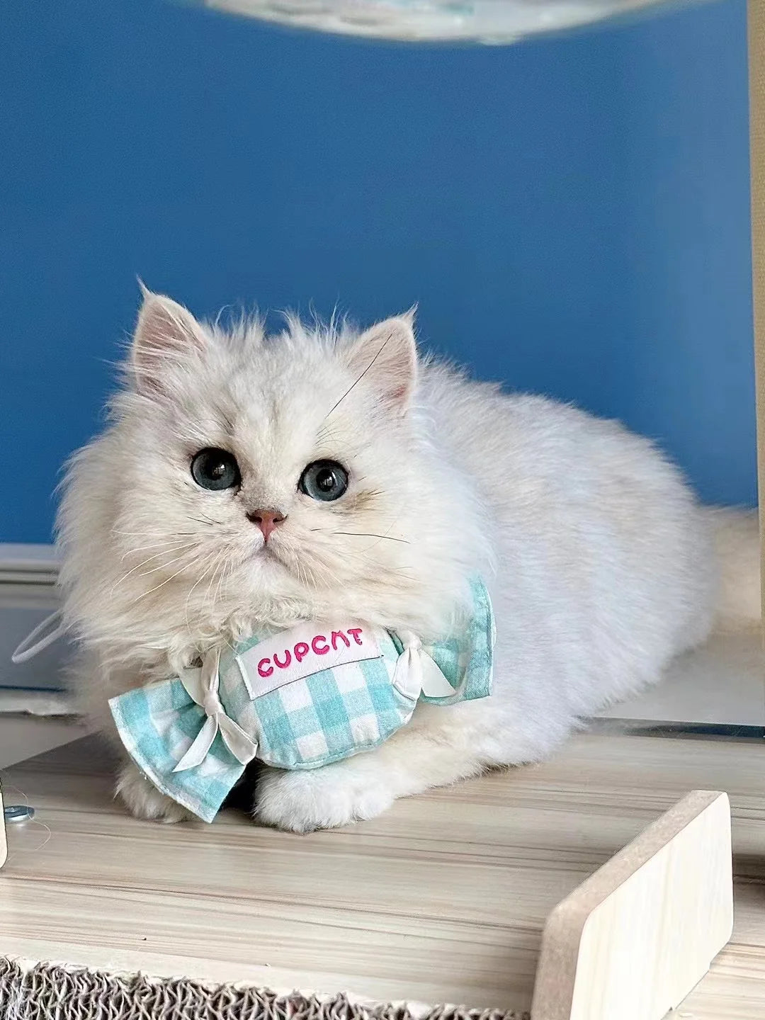 Pet Candy Shape Drool Towel | Cat Collar Bibs Towel | Kitten Accessories